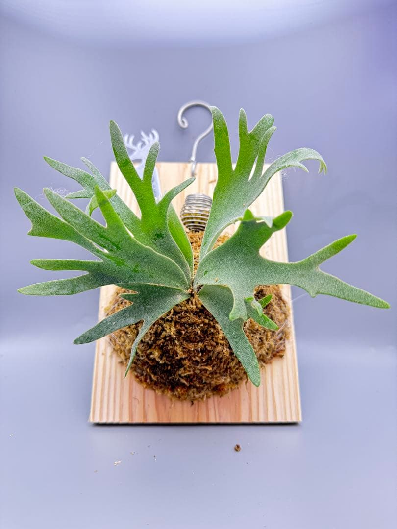 極大サイズ＆超美品　ビカクシダ P.willinckii Jewel spore