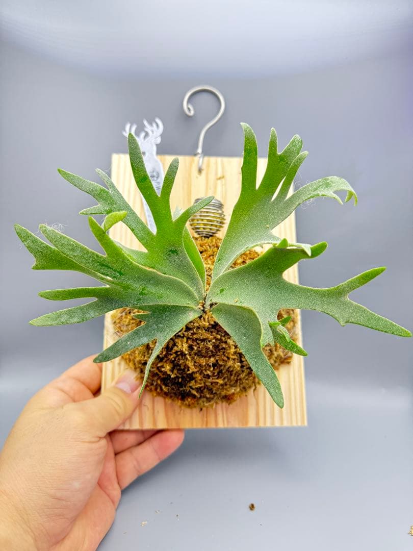 極大サイズ＆超美品　ビカクシダ P.willinckii Jewel spore