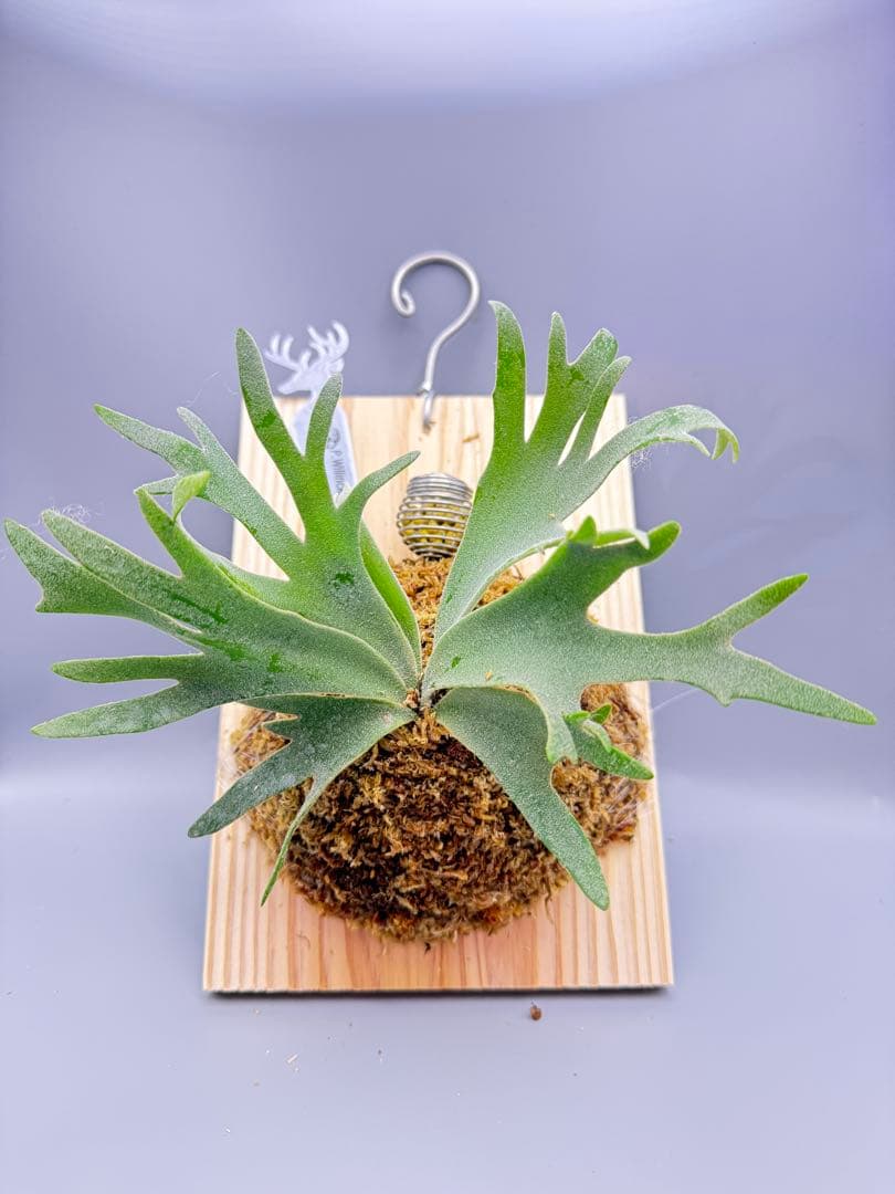 極大サイズ＆超美品　ビカクシダ P.willinckii Jewel spore