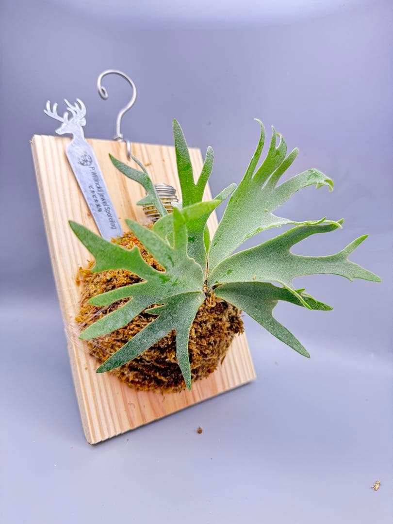 極大サイズ＆超美品　ビカクシダ P.willinckii Jewel spore