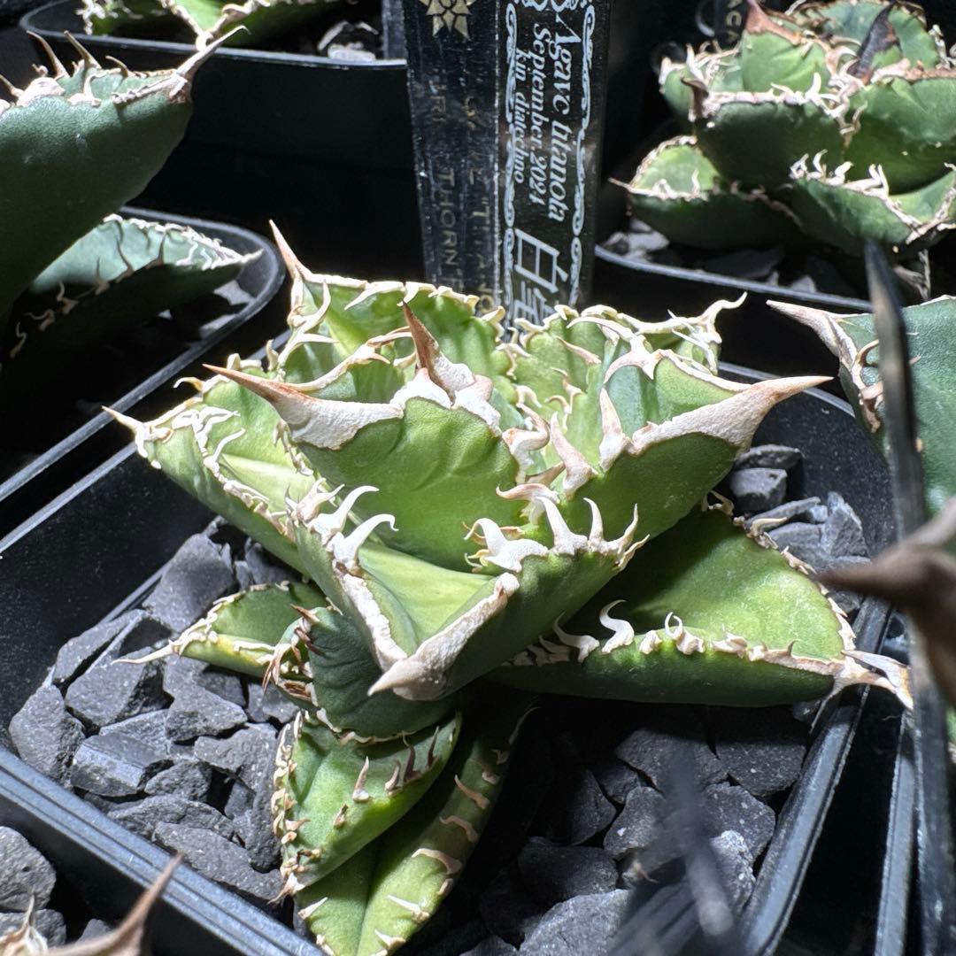 【有名趣味家血統】アガベ⭐︎チタノタ⭐︎白豪刺⭐︎子株⭐︎タグ付き⭐︎