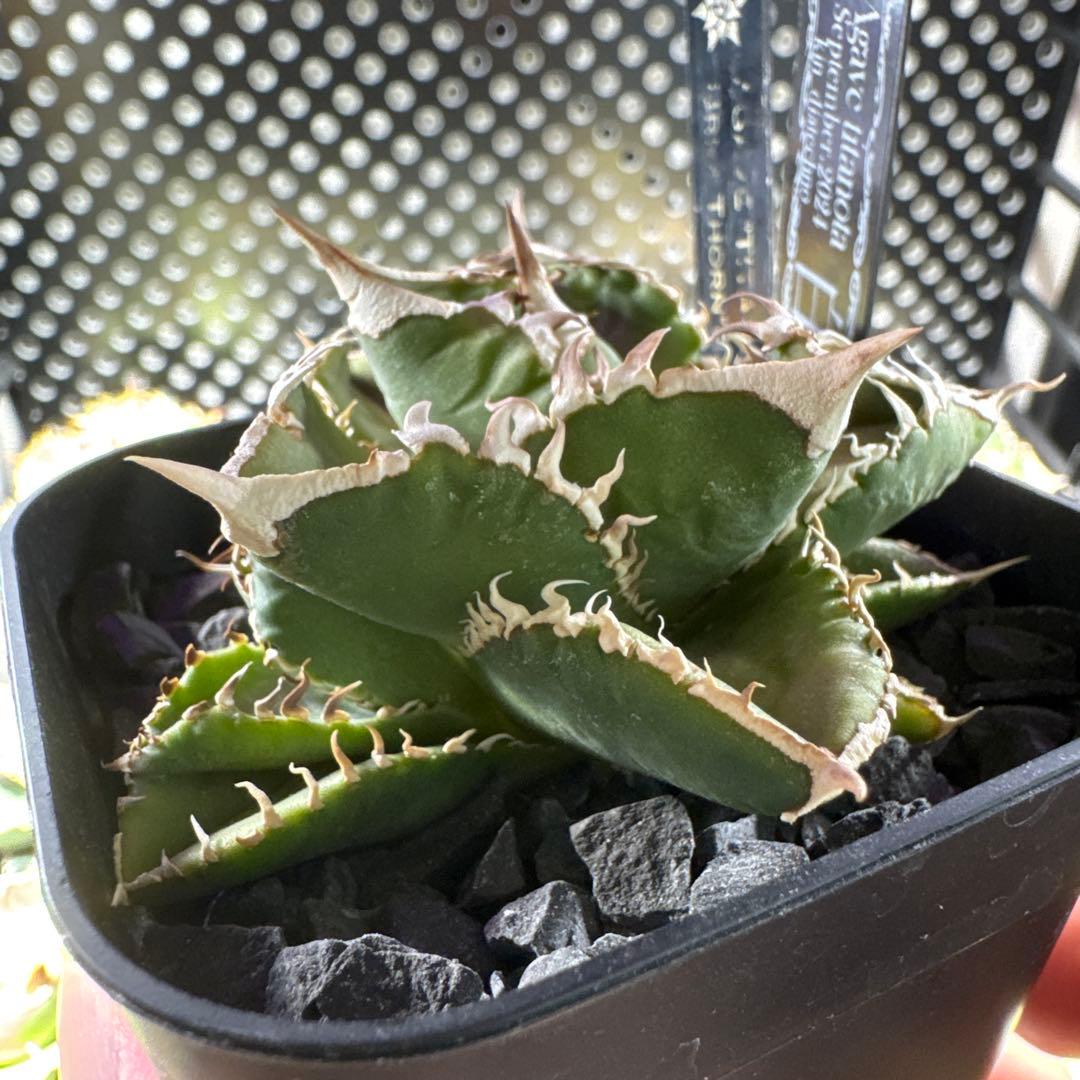 【有名趣味家血統】アガベ⭐︎チタノタ⭐︎白豪刺⭐︎子株⭐︎タグ付き⭐︎