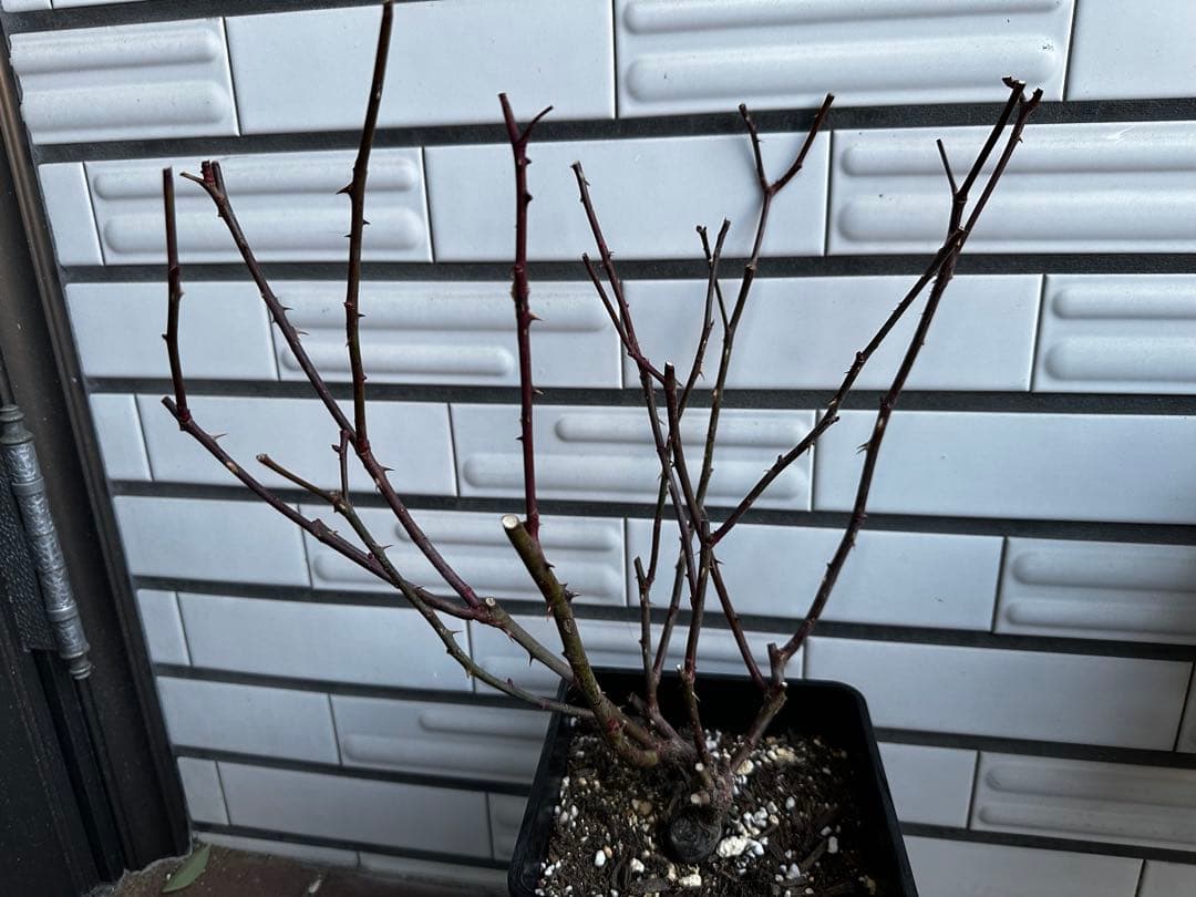 シャーウッド　バラ苗　くすみカラー　6号鉢　強健