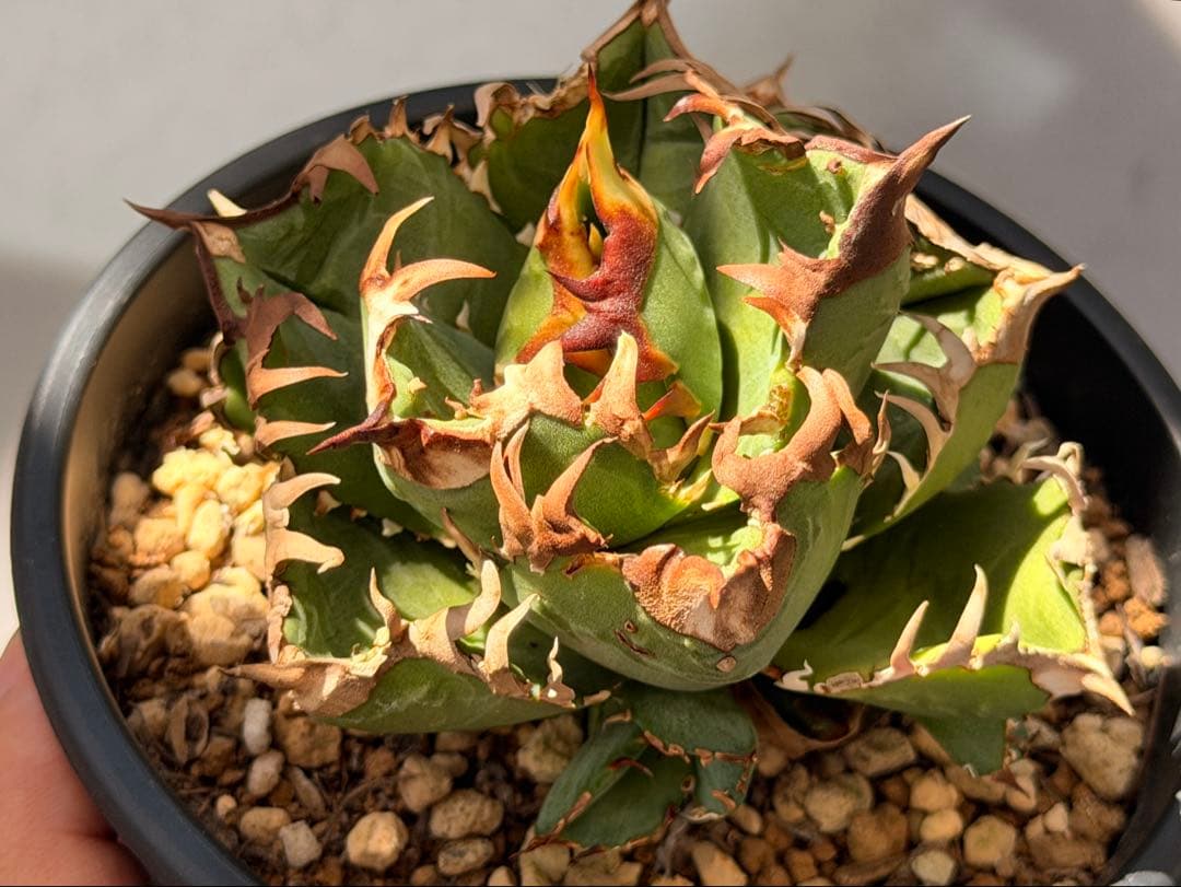 【更新】皇冠　アガベ　子株4個付き親株　発根済み