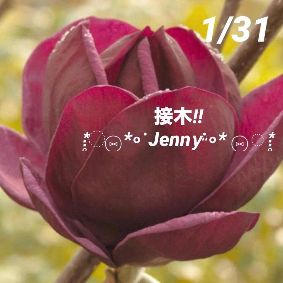 ②*:ஐ矮性で鉢栽培も可能‼︎魅力的な花色‼︎*:ஐモクレン・苗木【ジェニー】5号