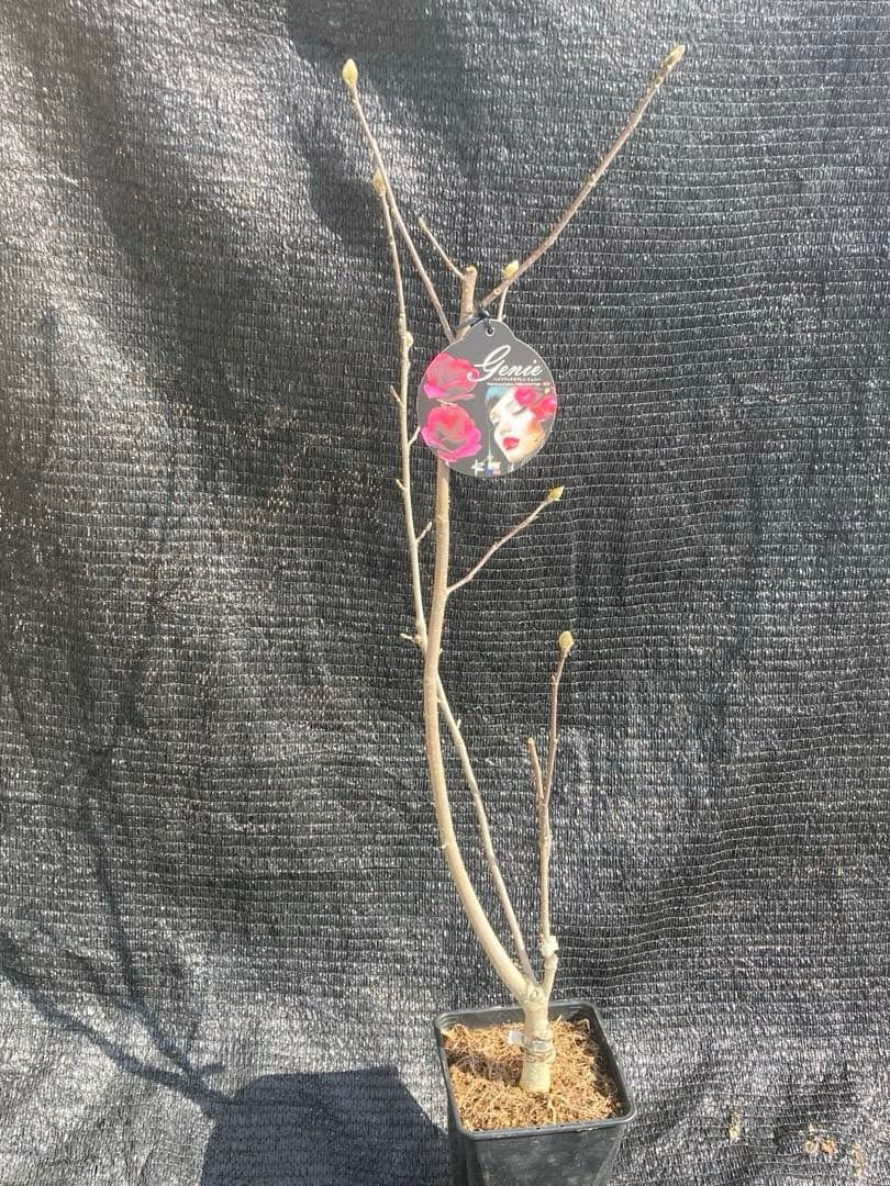 ②*:ஐ矮性で鉢栽培も可能‼︎魅力的な花色‼︎*:ஐモクレン・苗木【ジェニー】5号