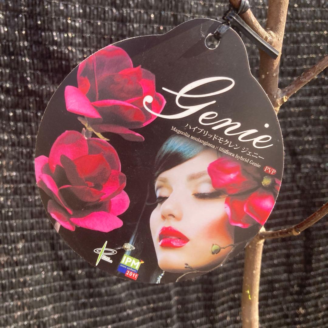 ②*:ஐ矮性で鉢栽培も可能‼︎魅力的な花色‼︎*:ஐモクレン・苗木【ジェニー】5号