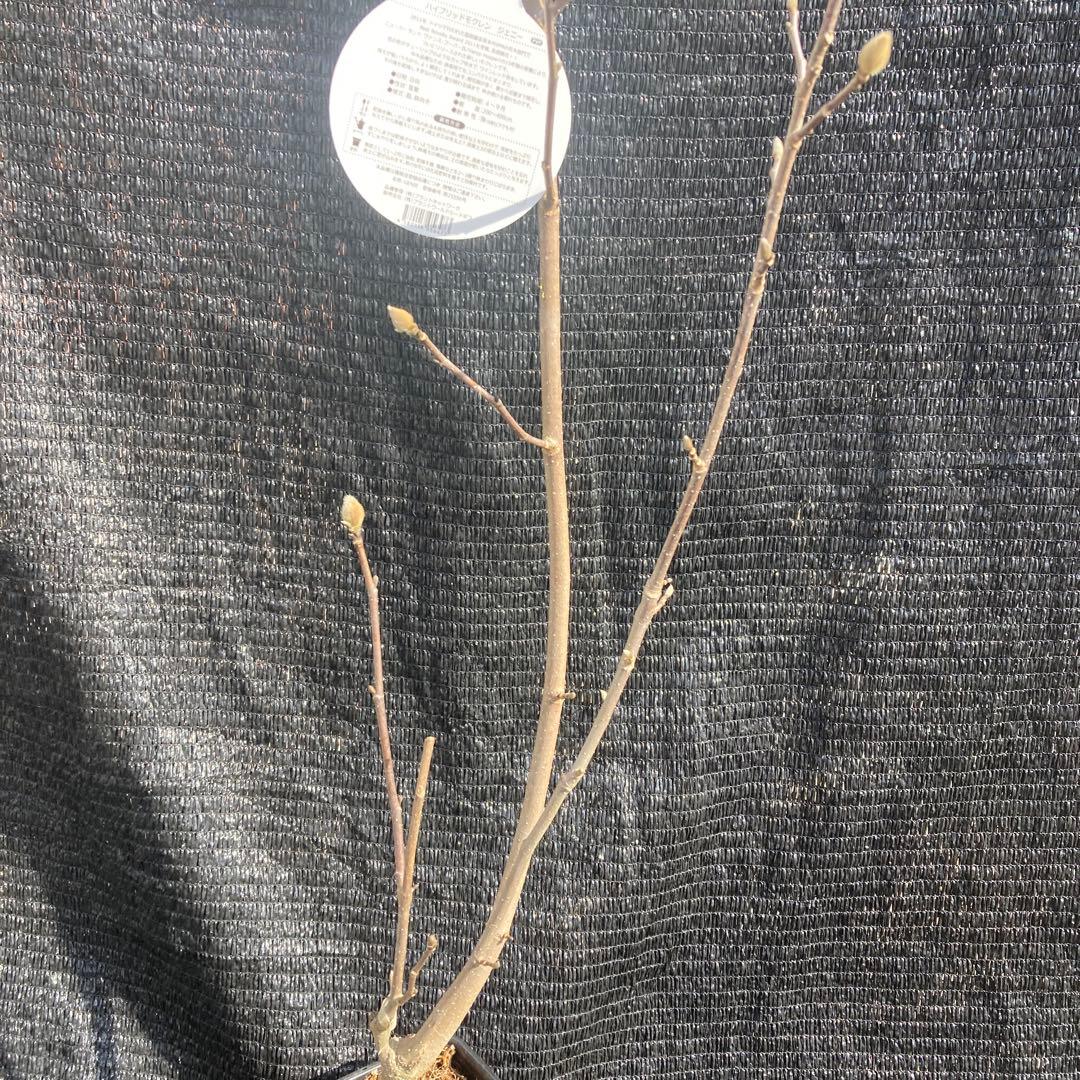 ②*:ஐ矮性で鉢栽培も可能‼︎魅力的な花色‼︎*:ஐモクレン・苗木【ジェニー】5号