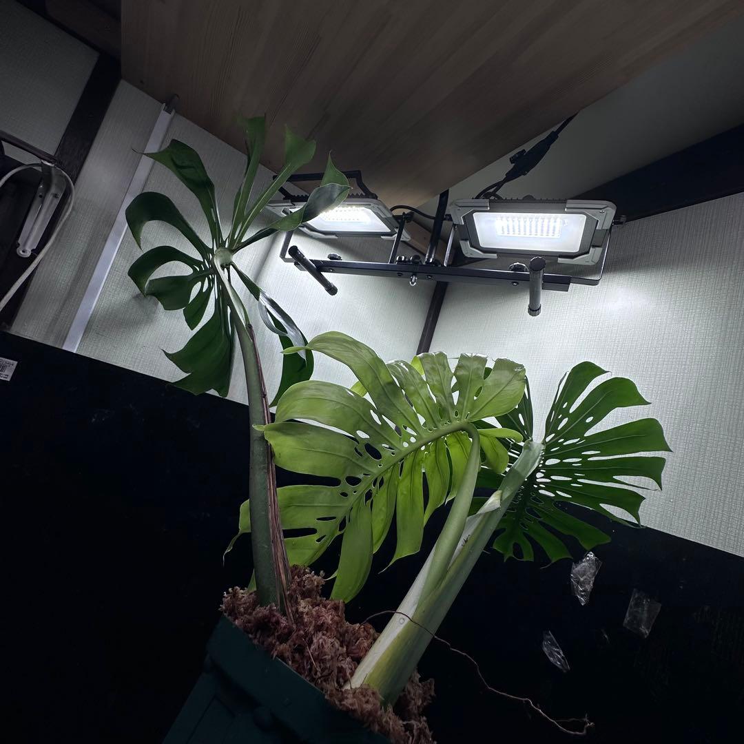 モンステラデリシオーサマクロコズム超希少系統鉢植え86㎝