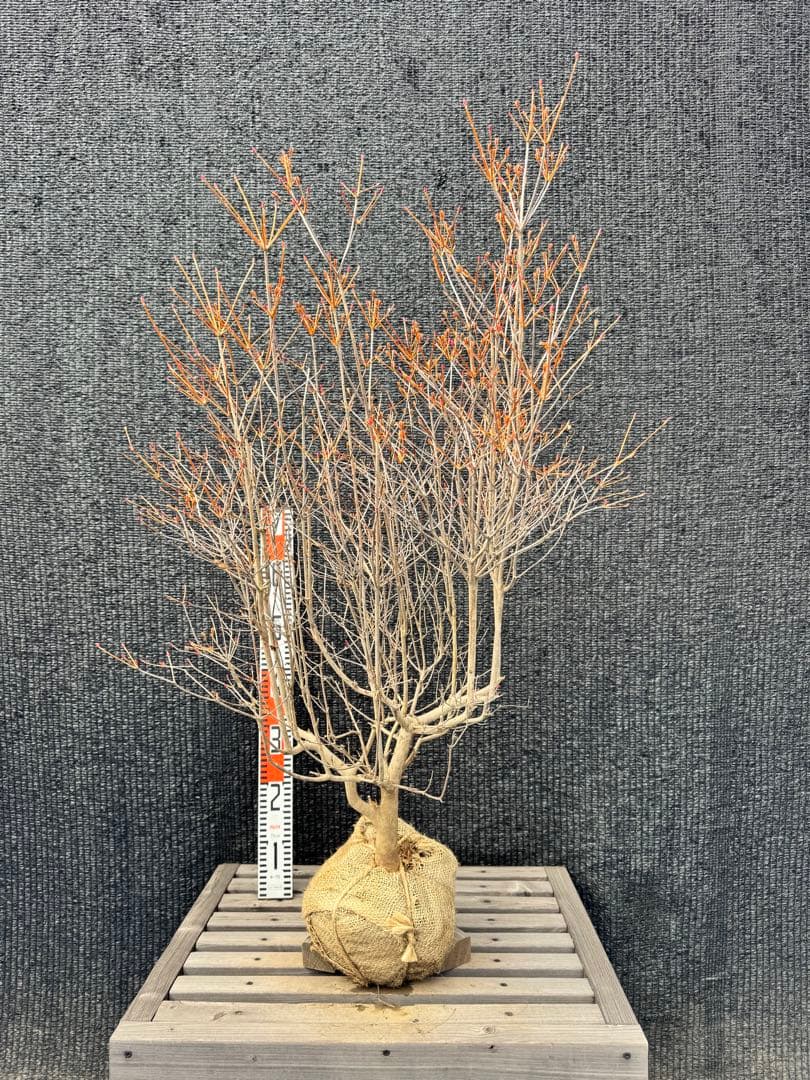 ドウダンツツジ　【品番3503】