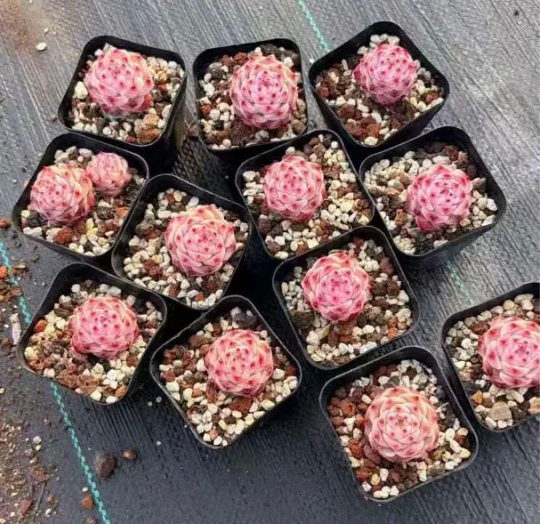 リピーターのみご購入可能　新品種　ピンクレオパード　還元セール