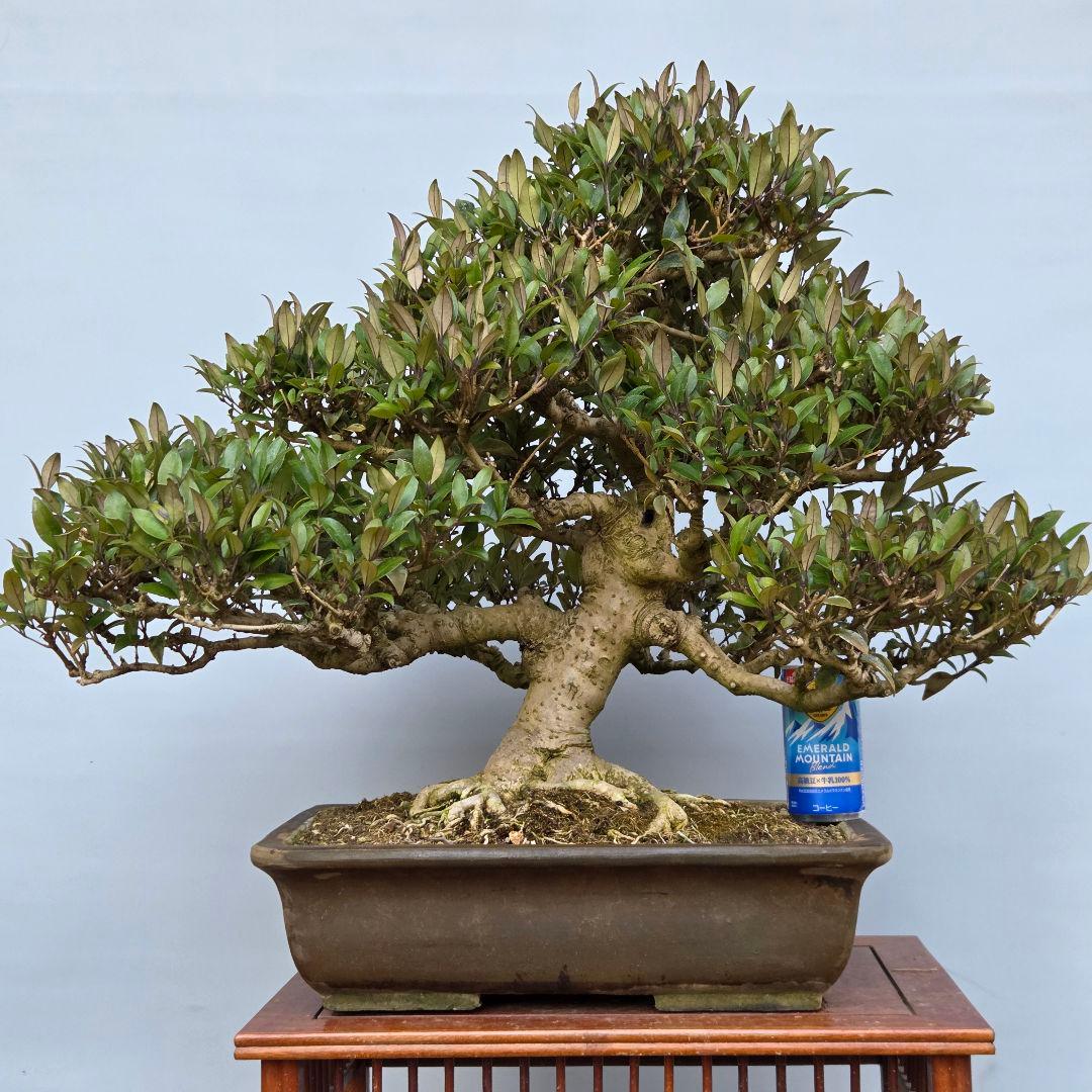 ネズミモチ　[模様木]　大品盆栽