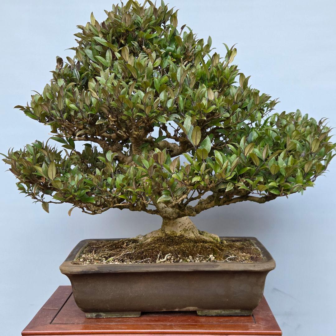 ネズミモチ　[模様木]　大品盆栽