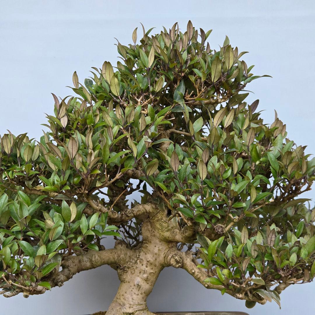 ネズミモチ　[模様木]　大品盆栽