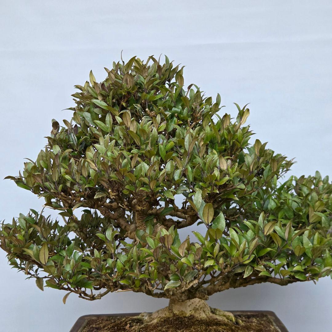ネズミモチ　[模様木]　大品盆栽
