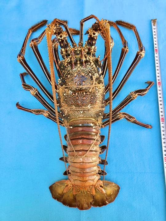 シマイセエビ　剥製　特大サイズ