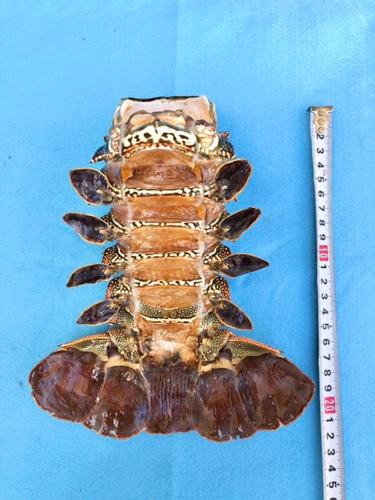 シマイセエビ　剥製　特大サイズ