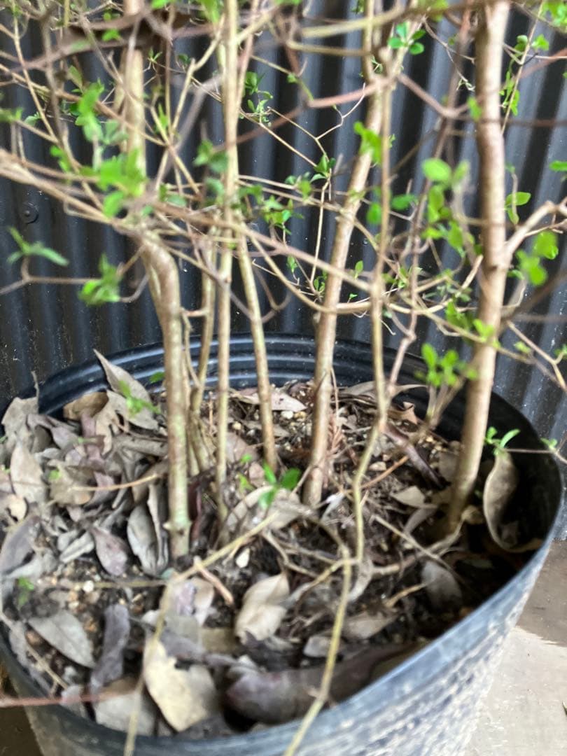 山採り　ドウダンツツジ　株立ち