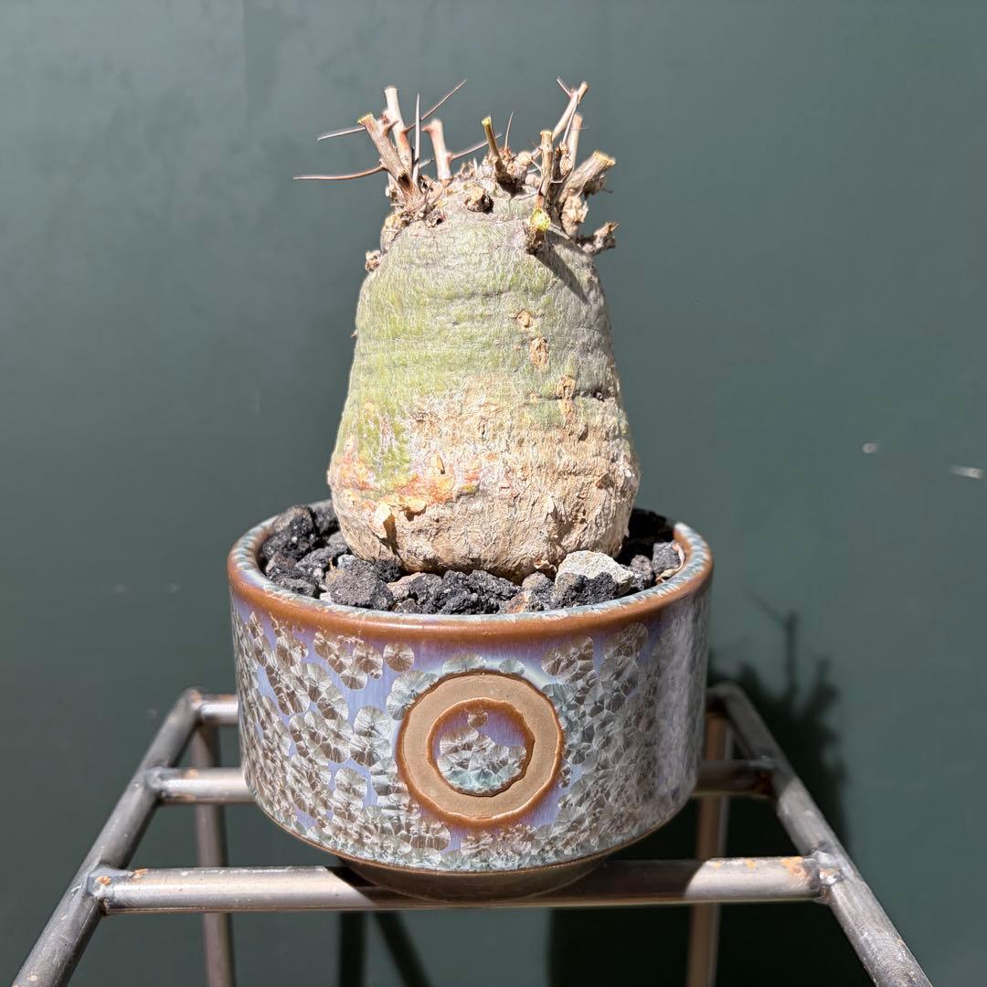 美形　フォークエリアコルムナリス　観峰玉