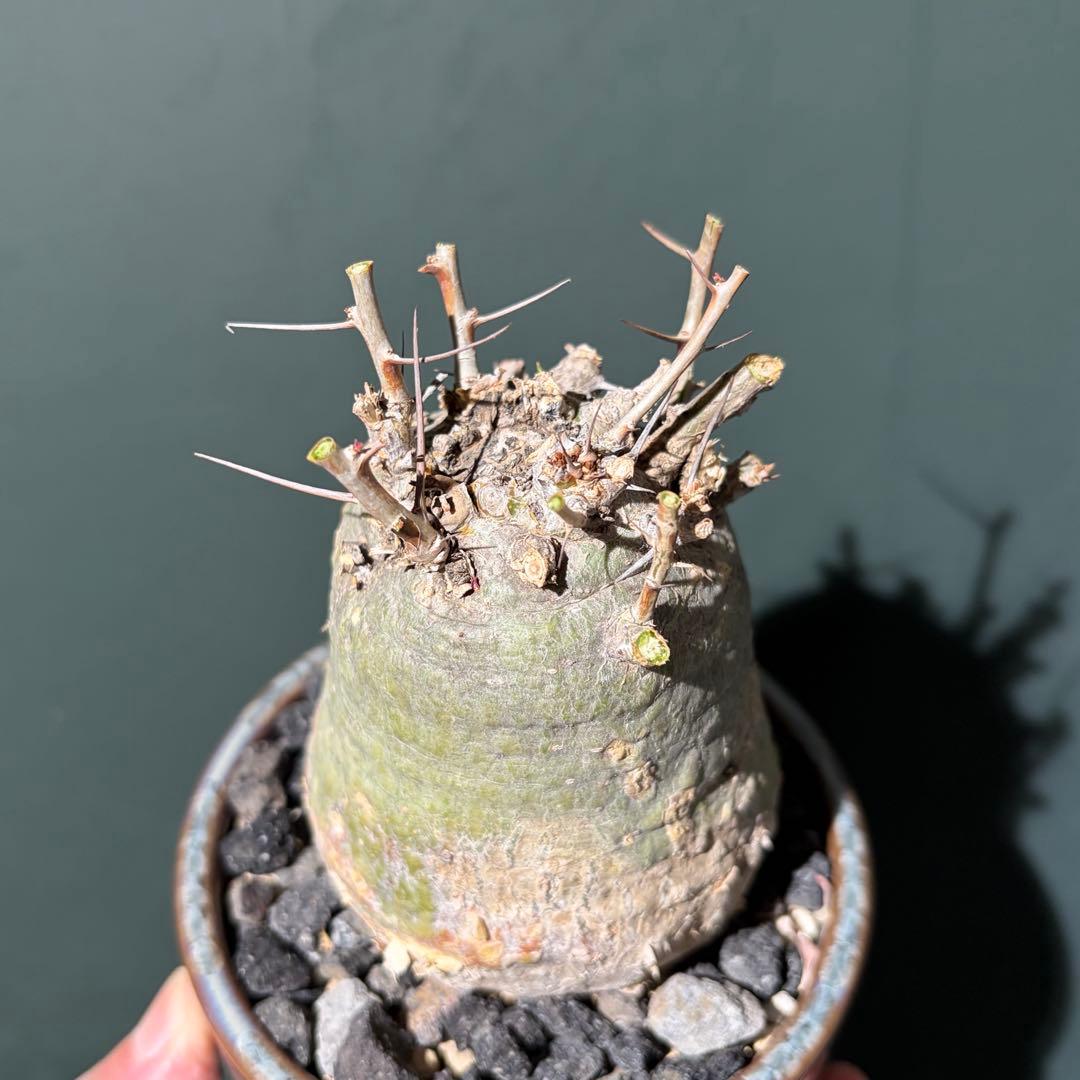 美形　フォークエリアコルムナリス　観峰玉