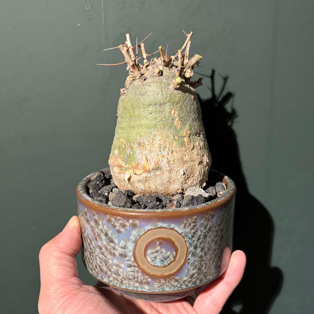 美形　フォークエリアコルムナリス　観峰玉