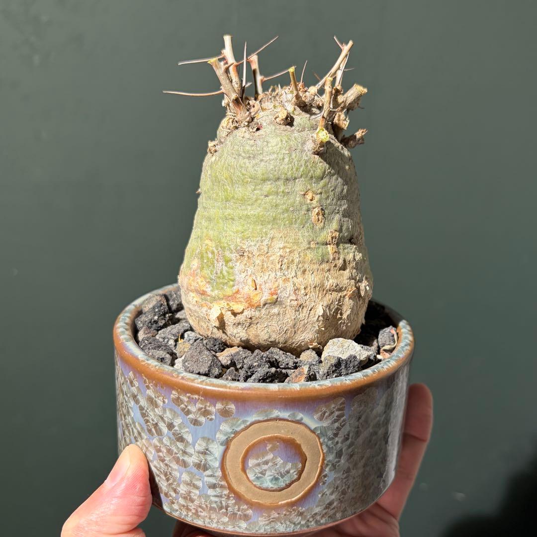 美形　フォークエリアコルムナリス　観峰玉