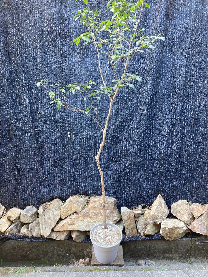 山採り　アセビ　馬酔木　約170センチ