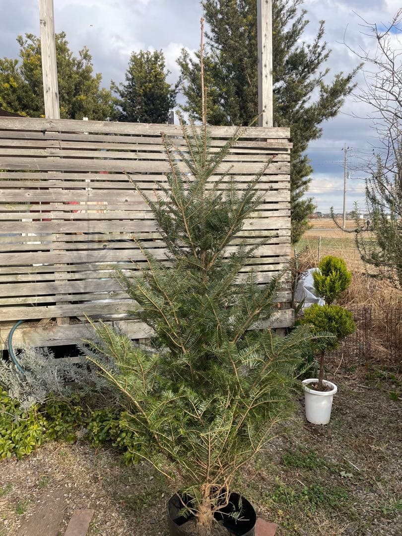 庭木　もみの木　高さ２１０センチ 直接引取り歓迎　埼玉県久喜市　配達可能