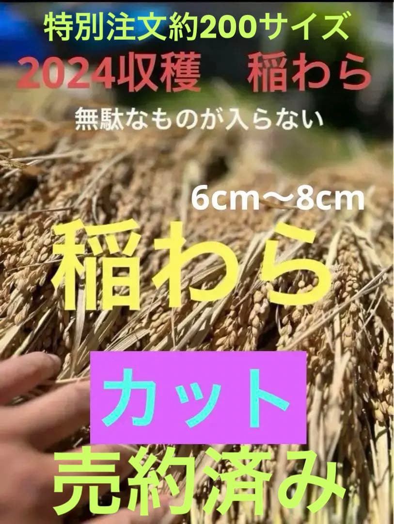 2024 収穫　わら　無肥料　無農薬　自然栽培