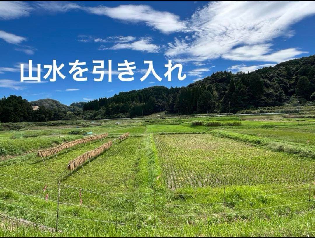 2024 収穫　わら　無肥料　無農薬　自然栽培