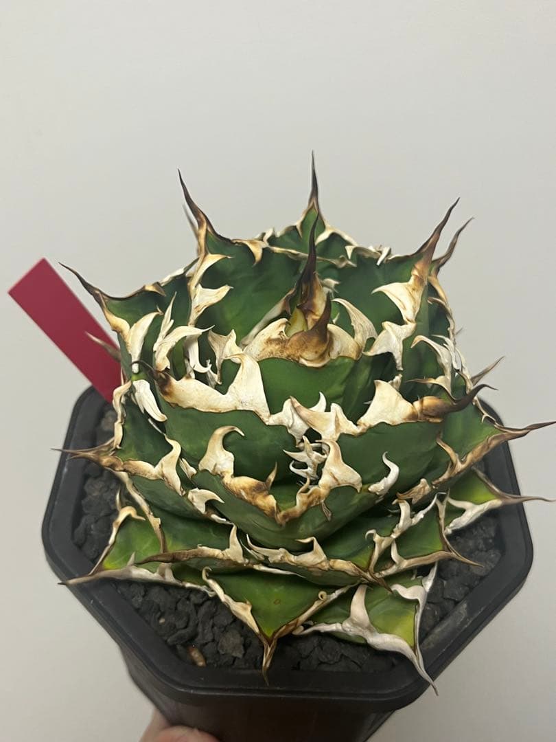 アガベ　オアハカ現地株　子株