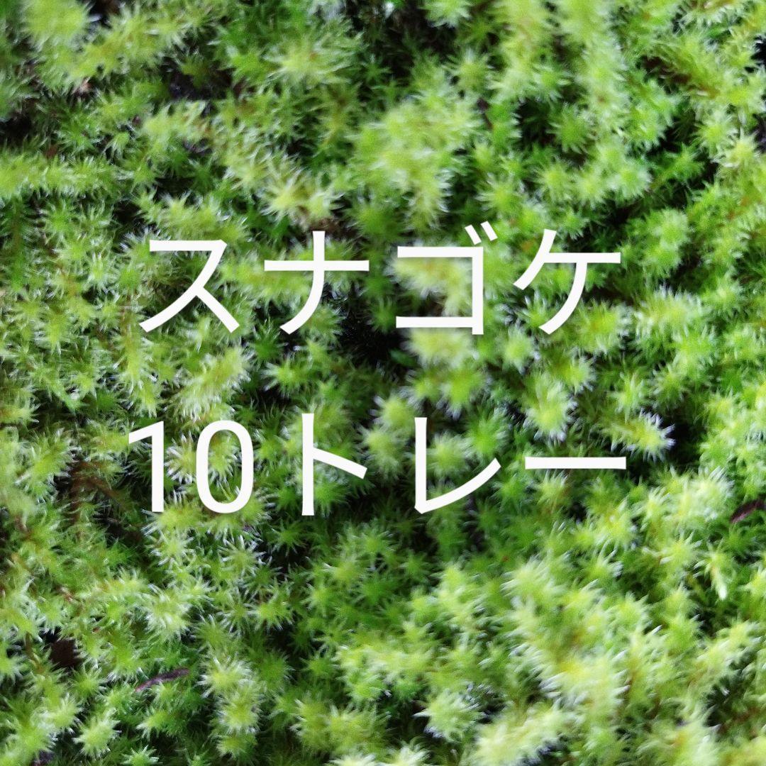 スナゴケ　10トレー　コケ　苔　苔リウム　苔テラリウム　こけ