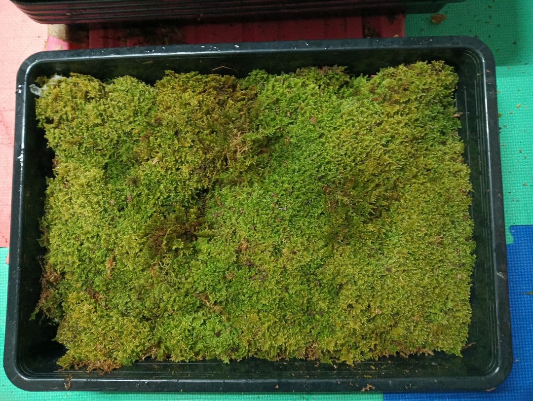 スナゴケ　10トレー　コケ　苔　苔リウム　苔テラリウム　こけ