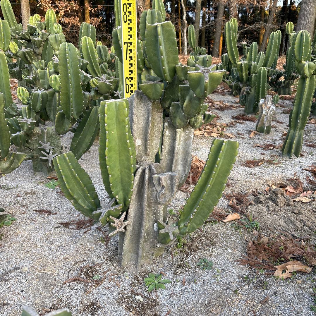 古木　越冬済　柱サボテン　鬼面角　発根　ドライガーデン　ココスヤシ　地植えアガベ