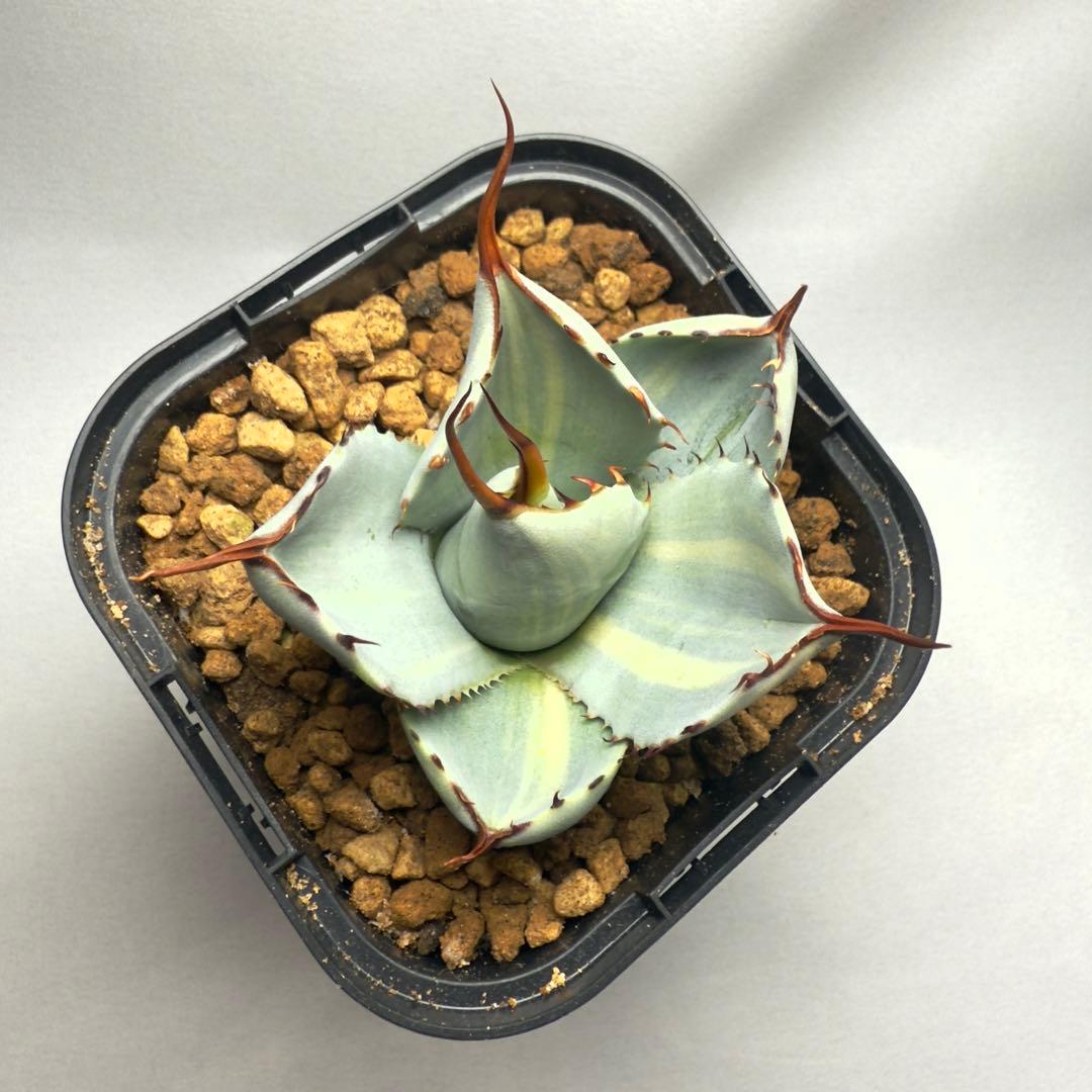 ピ*ト様 激レア　アガベ　パリー　トランカータ　縞斑　発根済み　メルカリ便