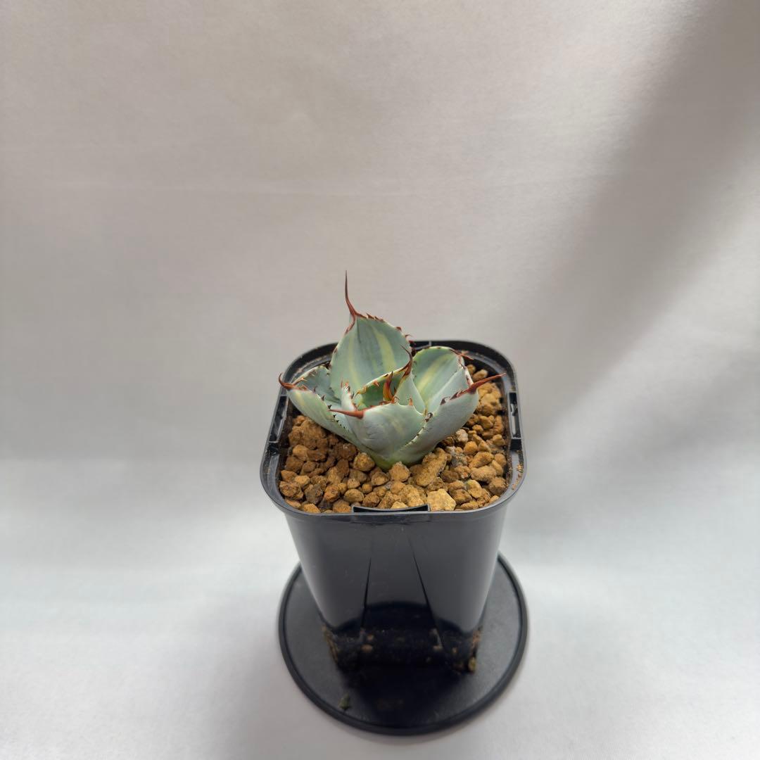 ピ*ト様 激レア　アガベ　パリー　トランカータ　縞斑　発根済み　メルカリ便