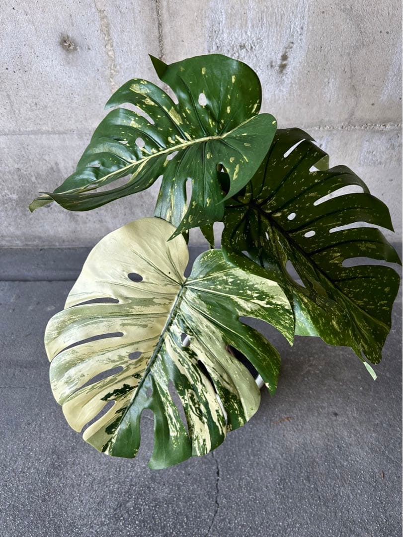 光触媒　人工観葉植物　ウォールグリーン　フェイクグリーン　斑入りモンステラki