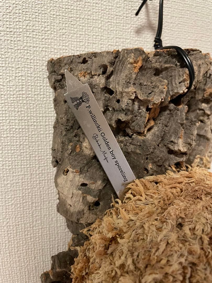 ビカクシダ P.willinckii Goldenboy sporeling