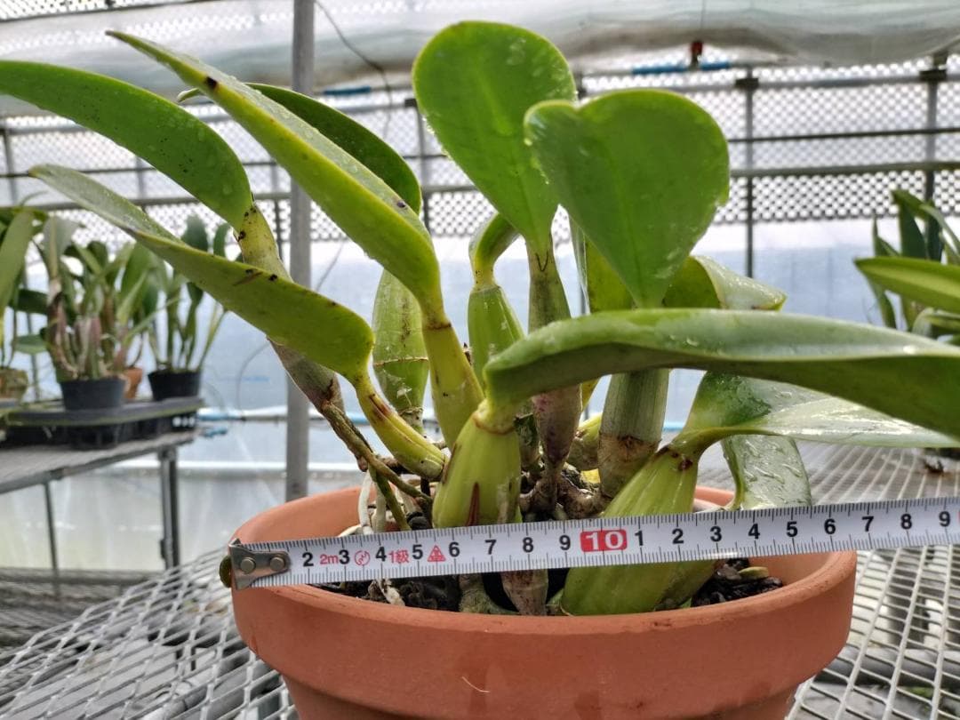 【花芽付】カトレア ワルケリアナ トクツ メリクロン 大きめ株 8号素焼き鉢