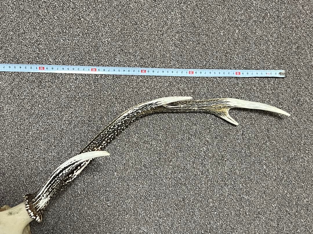 ニホンジカ 鹿の角 頭蓋骨 インテリア ハンティングトロフィー