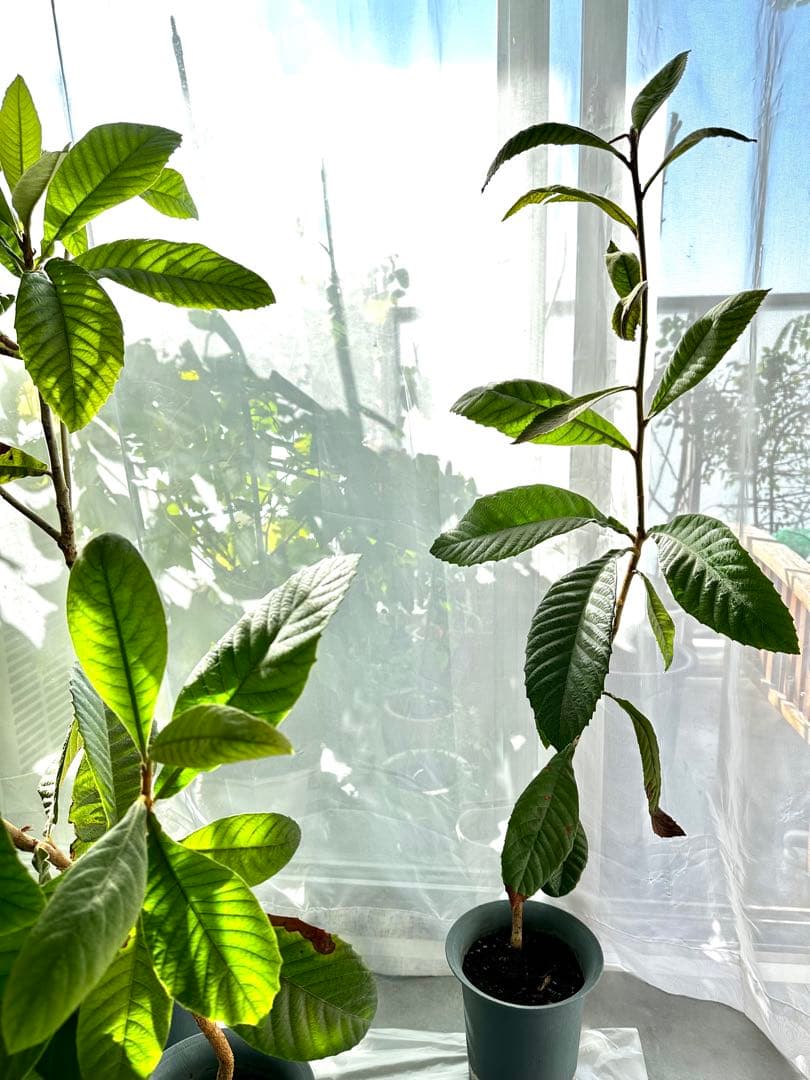 3本◼️枇杷の木 枇杷の葉 ビワ　びわの苗木 びわの木 果樹苗 ビワの木　びわの葉