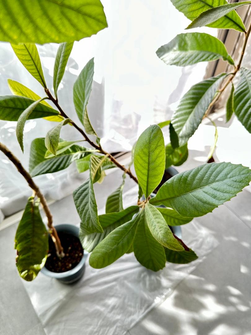 3本◼️枇杷の木 枇杷の葉 ビワ　びわの苗木 びわの木 果樹苗 ビワの木　びわの葉