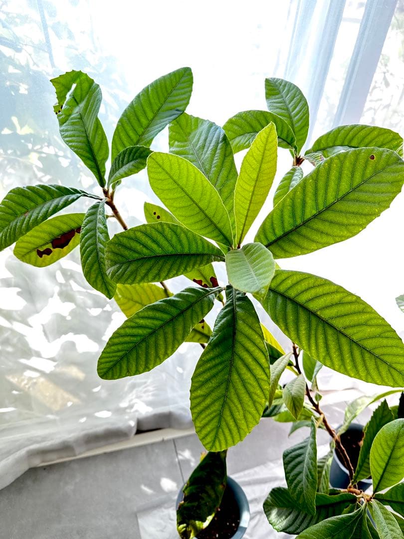 3本◼️枇杷の木 枇杷の葉 ビワ　びわの苗木 びわの木 果樹苗 ビワの木　びわの葉