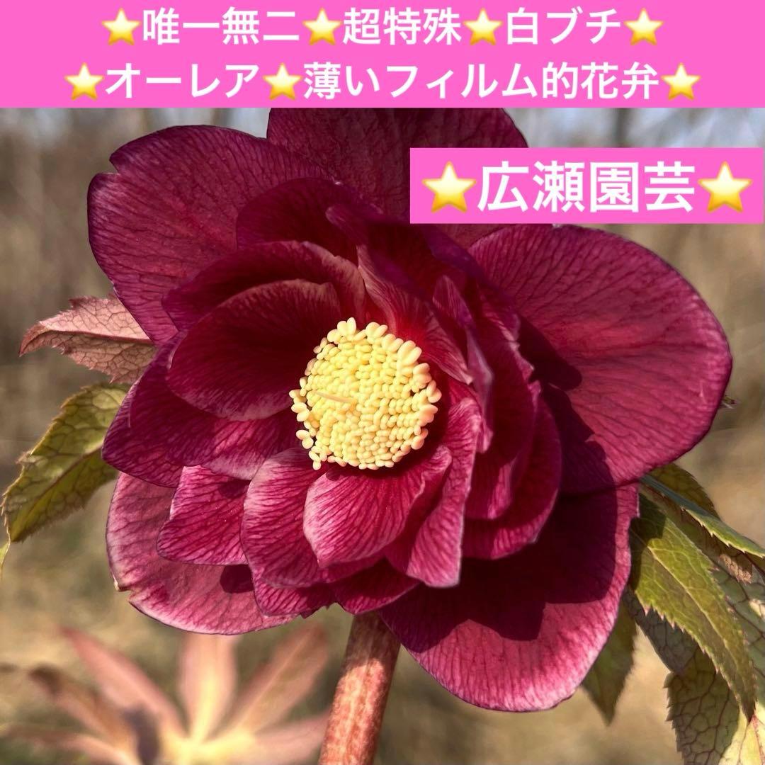 の*ん様 3319⭐️唯一無二⭐️超特殊⭐️白ブチ⭐️オーレア⭐️薄いフィルム的