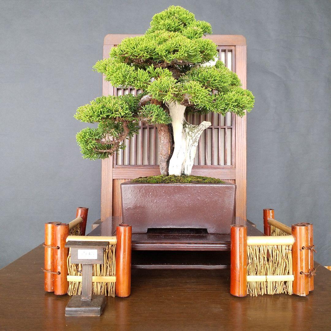 真柏 盆栽 (創作盆栽)