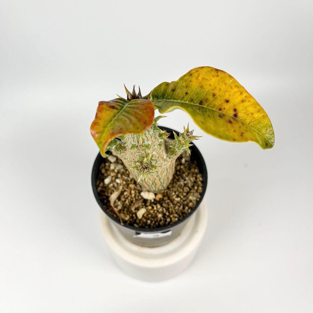 パキポディウム・ウィンゾリー 実生3