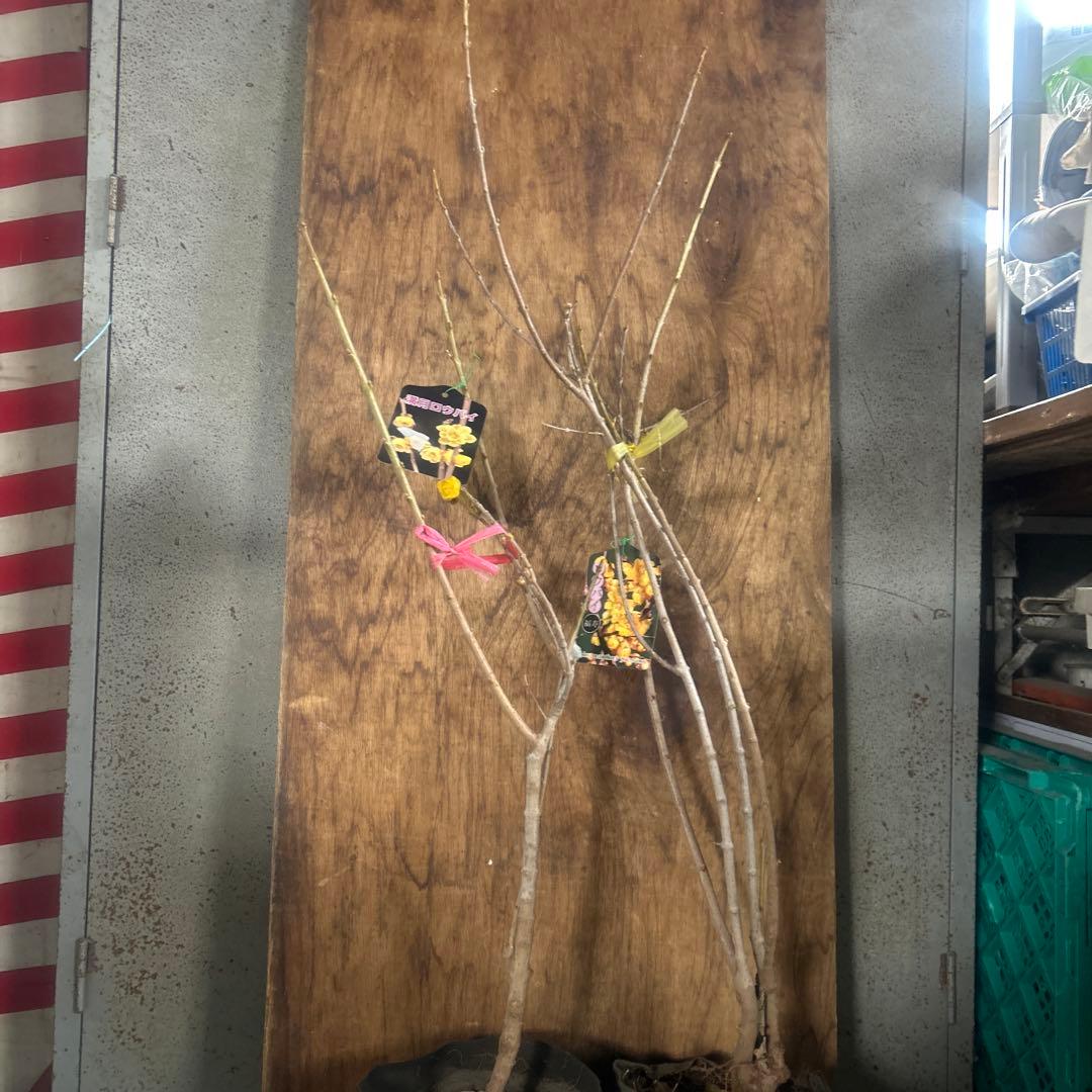 蝋梅苗　ロウバイ　ろうばい　2種　2苗価格　満月　福寿