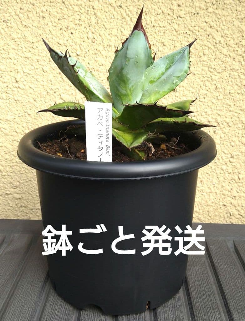 特選　実生アガベ・ティタノータブルー 黒鉢付き 観葉植物