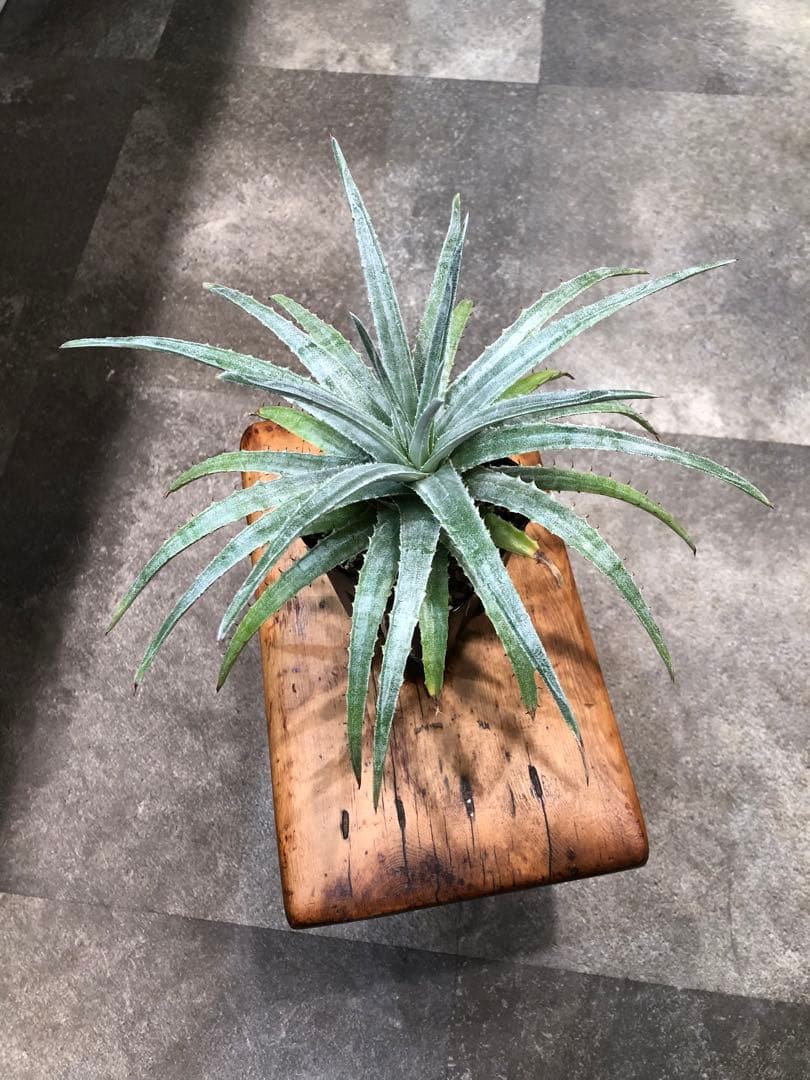 ヘクチア・グロメラータ②