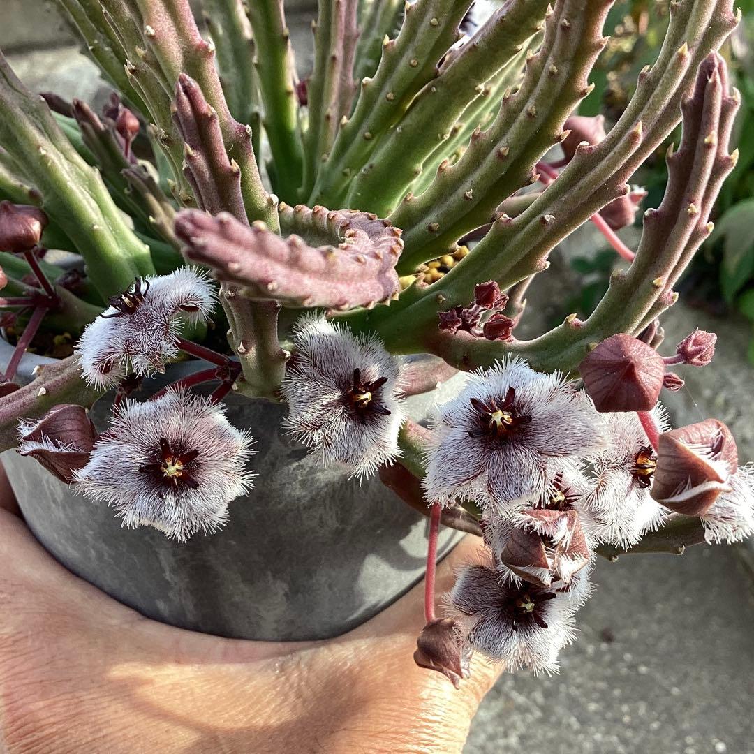 Stapelia paniculata ssp. paniculata 　激レア